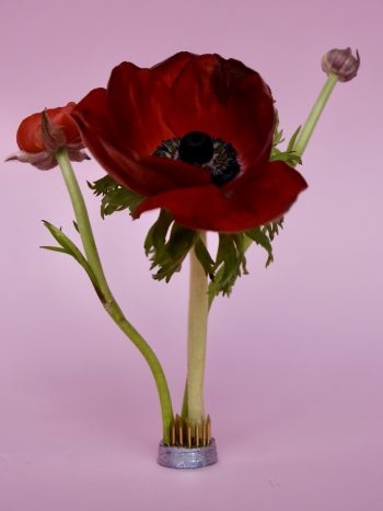 BLUMENSTECKIGEL
